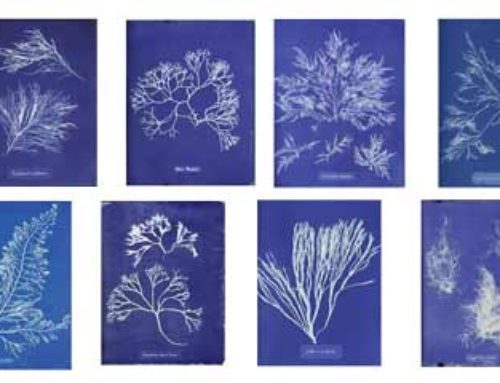 Anna Atkins